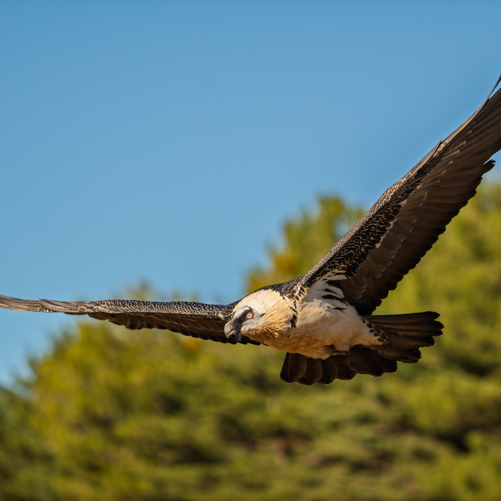 What’s Changing with the Endangered Species Act promotional image