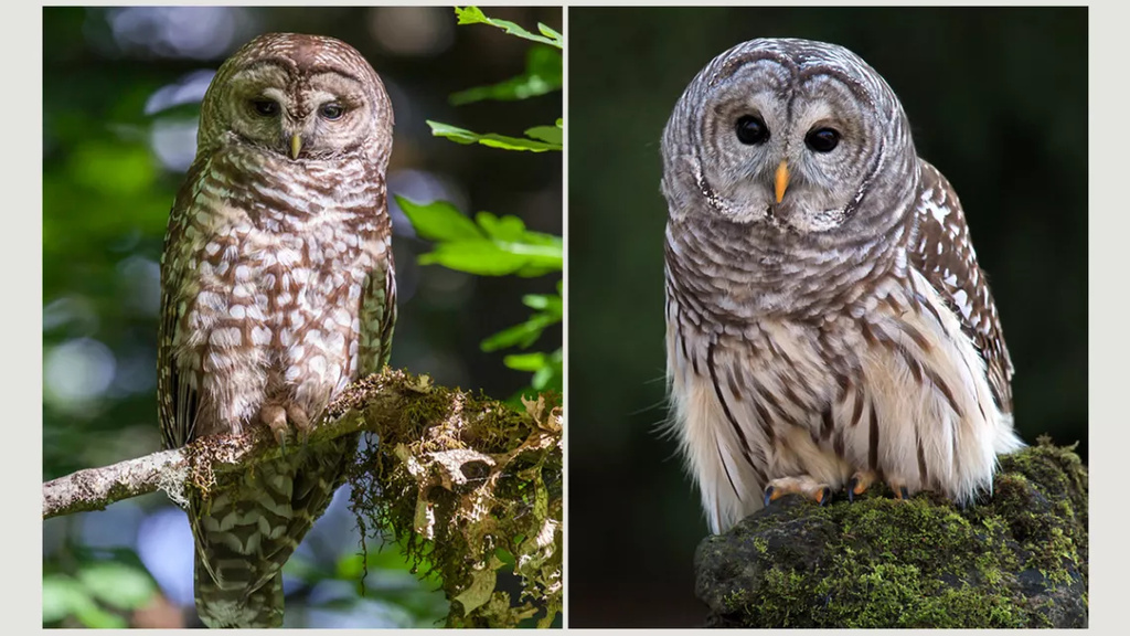 Barred Owls, Spotted Owls, and Ethics in Wildlife Management promotional image